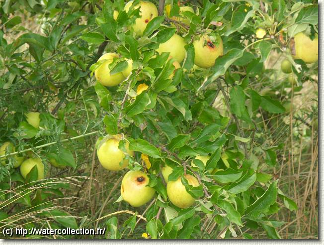 Diapositive suivante